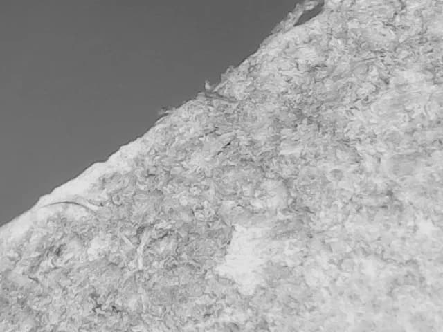 A bamboo specimen under the metallurgical microscope, in greyscale